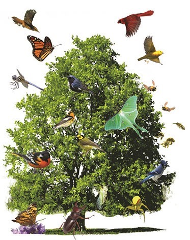 Bird Diversity on Native Trees